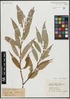 Foto von Salix alba L. x Salix fragilis L.